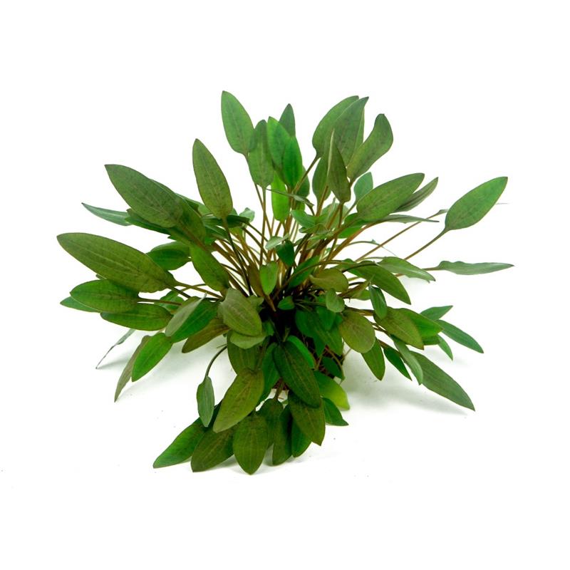 Dennerle Cryptocoryne wendtii Compact - imagine 3